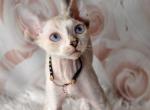 Jojo - Devon Rex Kitten For Sale - Brooklyn, NY, US