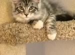 Sofia - Maine Coon Kitten For Sale - 