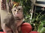 Lina - Scottish Fold Kitten For Sale - Brooklyn, NY, US