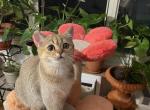 Monya - British Shorthair Kitten For Sale - Brooklyn, NY, US