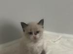 Creamy white Female Kitten - Domestic Kitten For Sale - 