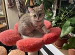 Moosya - Scottish Straight Kitten For Sale - Brooklyn, NY, US