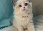 Blue Bicolor Ragdoll Kitten - Ragdoll Kitten For Sale - Amelia Court House, VA, US