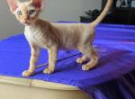 Keegan - Devon Rex Kitten For Sale - Bloomington, IL, US