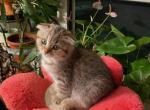 Toby - Scottish Fold Kitten For Sale - Brooklyn, NY, US