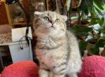 Sharkan - Scottish Fold Kitten For Sale - Brooklyn, NY, US