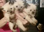 Seal points - Siamese Kitten For Sale - 