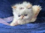 Himalayan Persian Flame Point Female - Himalayan Kitten For Sale - Long Beach, CA, US