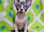 Jewel - Sphynx Kitten For Sale - Miami, FL, US