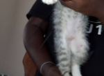 NA - European Shorthair Kitten For Sale - Indianapolis, IN, US