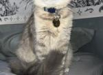 Ash - Domestic Kitten For Adoption - Avon, IN, US