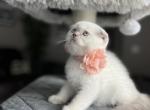 Rose - Scottish Fold Kitten For Sale - Kent, WA, US