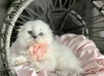 Monica - Scottish Fold Kitten For Sale - 