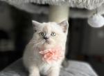 Mia - Scottish Fold Kitten For Sale - Kent, WA, US