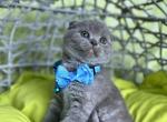 Sam - Scottish Fold Kitten For Sale - Kent, WA, US