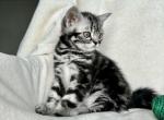 Charlie - British Shorthair Kitten For Sale - Battle Ground, WA, US