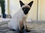 Kittens4Love - Siamese Kitten For Sale - 