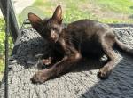 Oriental Kittens - Oriental Kitten For Sale - 