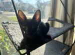 Egyptian Black Oriental - Oriental Kitten For Sale - 