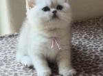 Stormy - British Shorthair Kitten For Sale - OR, US