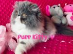 Bon Bon - Persian Kitten For Sale - 