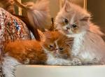 Julybabies - Persian Kitten For Sale - Muscle Shoals, AL, US