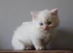 Daisy - Minuet Kitten For Sale - Capon Bridge, WV, US