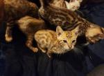 Troy - Bengal Kitten For Sale - 