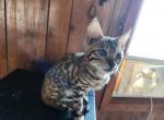 Benson - Bengal Kitten For Sale - Augusta, ME, US