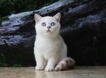 Jamal - British Shorthair Kitten For Sale - Gurnee, IL, US