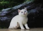 Jamal - British Shorthair Kitten For Sale - Houston, TX, US