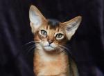 Winter Garden Kyle - Abyssinian Kitten For Sale - Montreal, Quebec, CA