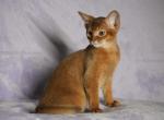 Winter Garden Karina - Abyssinian Kitten For Sale - Montreal, Quebec, CA