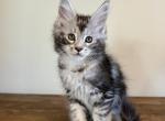 Zoe - Maine Coon Kitten For Sale - New Park, PA, US