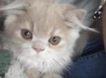 Buff guy - Exotic Kitten For Sale - 