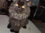 Lil black bear - Exotic Kitten For Sale - 