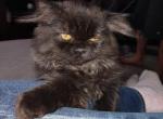 Lil black bear - Exotic Kitten For Sale - Colorado Springs, CO, US