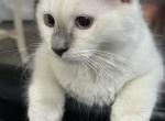 Millie - Ragdoll Kitten For Adoption - 