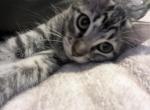 Roxie - Domestic Kitten For Sale - 