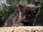 Maine Coon Kittens - Maine Coon Kitten For Sale - 