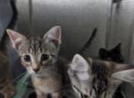 Lucy Grey - Domestic Kitten For Sale - Taylor, TX, US