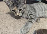 Cheeto - Domestic Kitten For Sale - Taylor, TX, US