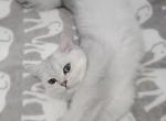 Scarlett - Scottish Straight Kitten For Sale - 