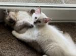 Mylo - Ragdoll Kitten For Sale - 