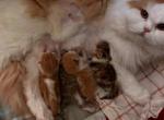 New litter - Scottish Fold Kitten For Sale - Plymouth, MA, US