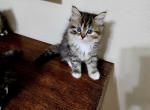 Daisy - Ragdoll Kitten For Sale - Garland, TX, US