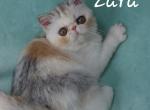 Zara - Exotic Kitten For Sale - Lemont, IL, US