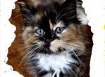 Pumpkin - Ragdoll Kitten For Sale - Garland, TX, US