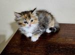 Sophie - Ragdoll Kitten For Sale - 