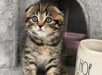 Sale Rory - Scottish Fold Kitten For Sale - Hollywood, FL, US